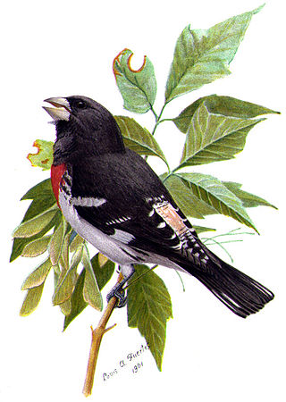 <i>Pheucticus</i> Genus of birds