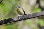 Thumbnail for File:Philadelphia Vireo (14086774763).jpg