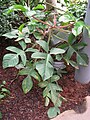 Zajímavě tvarované listy Philodendron squamiferum