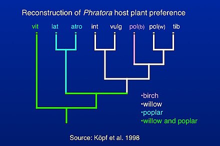 Evolusi dari tanaman inang digunakan dalam Phratora berdasarkan filogeni dari Eropa sebagian besar spesies.