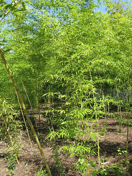 File:Phyllostachys aurea3.jpg