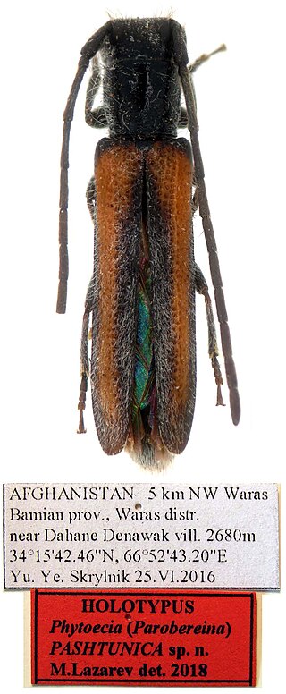 <i>Phytoecia pashtunica</i> Species of beetle