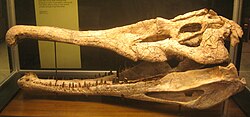 Phytosaurus Sergisi Doğa Tarihi Müzesi.JPG