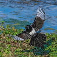 A magpie's underside visible as it prepares to land