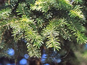 Branches of Maximowicz's spruce (Picea maximowiczii)