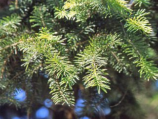 <i>Picea maximowiczii</i> species of plant