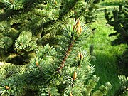 Pinus aristata PAN Foliage.JPG