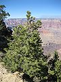 Tree, Grand Canyon NP, Arizona