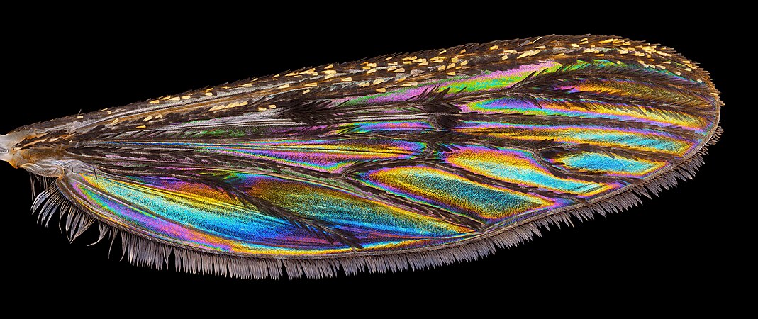 Recently, it was discovered that various insects with seemingly transparent wings, display vivid structural coloration against dark backgrounds. Wing interference patterns in the banded mosquito Culiseta annulata. Photo by Enno Merivee