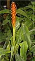 Pitcairnia wendlandii en flor