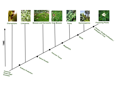 Cladogram of plant evolution