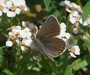 Plebejus anna P1060135a.jpg