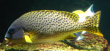 Plectorhinchus gaterinus by Line1.jpg