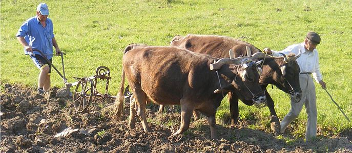 People plowing with cows