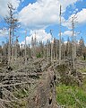 Čeština: Les po orkánu Kyrill (v r. 2007) nedaleko vrcholu Poledníku, který je součástí národního parku Šumava, nedaleko obce Prášily v okrese Klatovy English: Forest after storm Kyrill in 2007, near peak Poledník in national park Šumava, near Prášily in Klatovy District