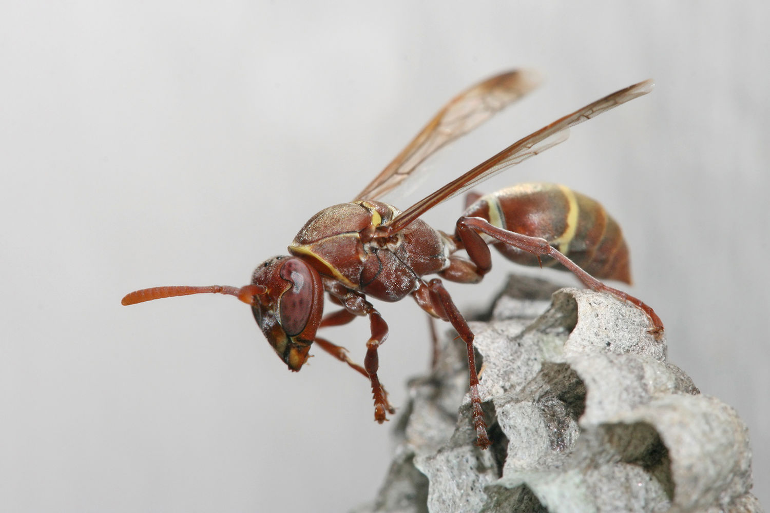 Polistes carolina - Wikipedia