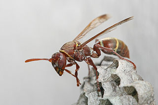 Polistinae Subfamily of insects