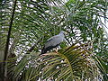 Höhlenweihe African Harrier-Hawk, adult