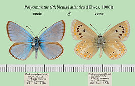 Polyommatus atlantica