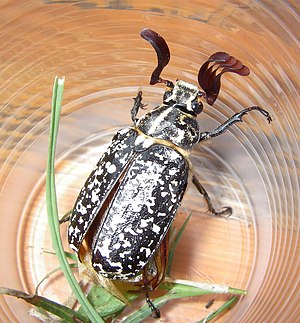 Walker (Käfer) – Wikipedia