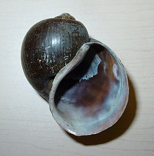 <i>Pomacea maculata</i> Species of gastropod