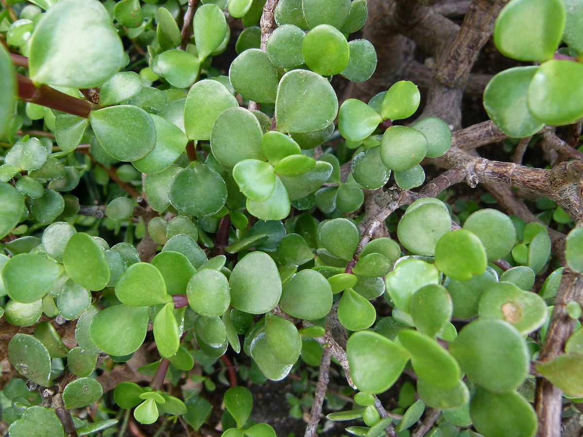 Plante succulente — Wikipédia