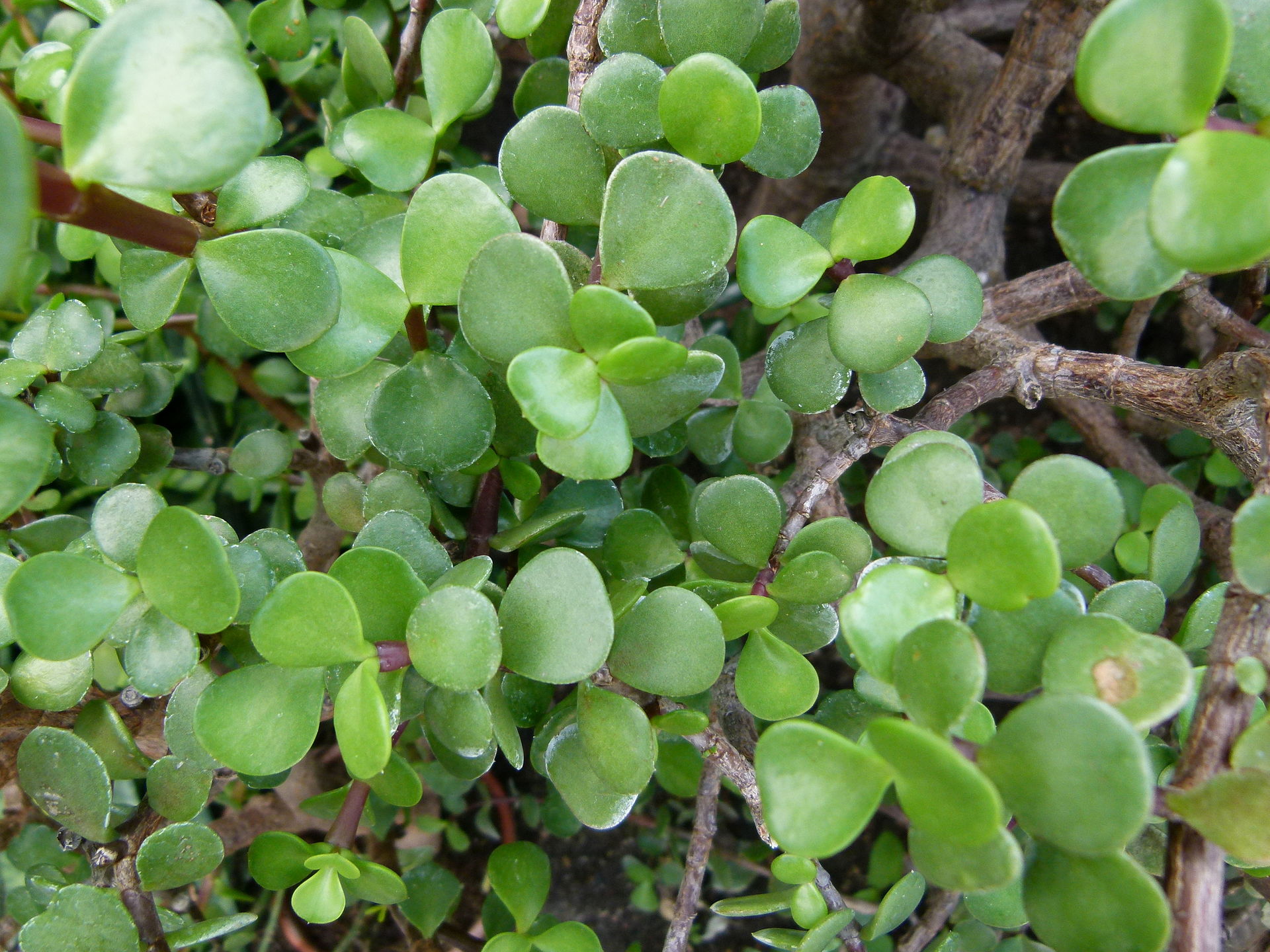 1920px-Portulacaria_afra_02.JPG