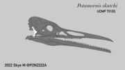 Miniatura para Potamornis