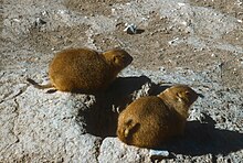 Gunnison's Prairie Dog Prairie Dogs, Living Desert Museum.jpg