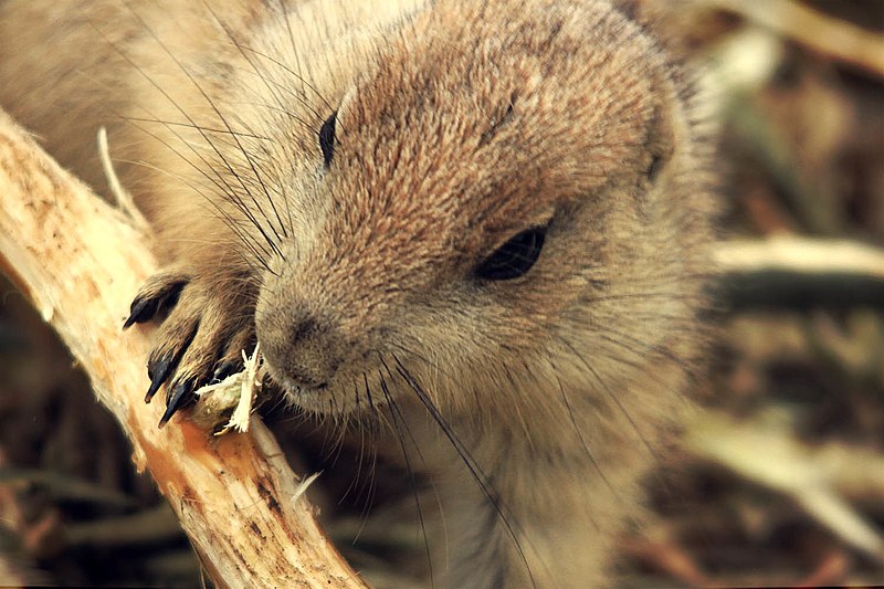 File:Prairie dog (5833424249).jpg