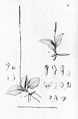 Prescottia lancifolia (as syn. Prescottia octopollinica) plate 65, fig. II in: Alfred Cogniaux: Flora Brasiliensis vol. 3 pt. 4 (1893-1896)