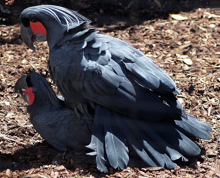 File:Probosciger aterrimus -Leeds Castle, Kent, England -mating-8b.jpg