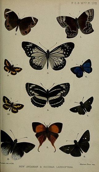 <i>Oriens gola</i> Species of butterfly