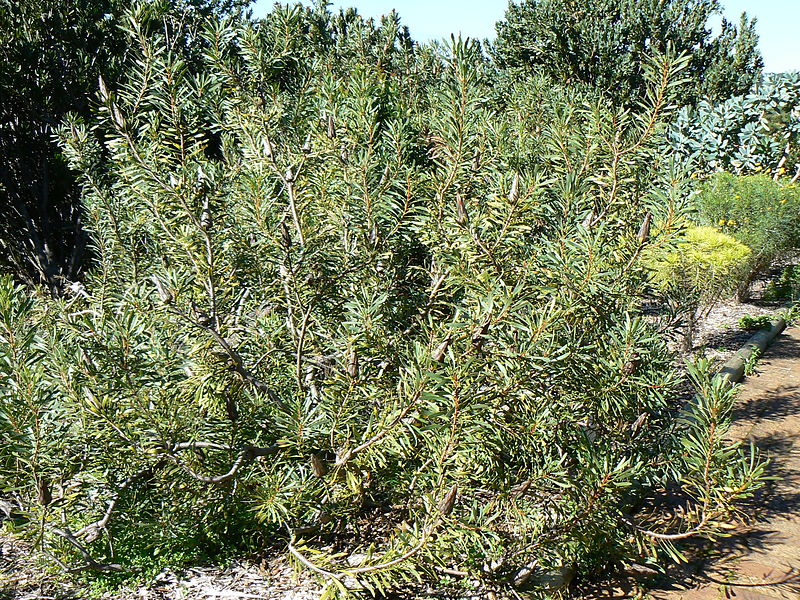 File:Protea repens-bush-Kirstenbosch.jpg