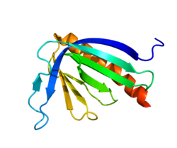 Белок HOMER3 PDB 2P8V.png