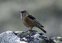 Aplpine accentor, an occasional winter visitor. Prunella collaris Pyrenees.jpg