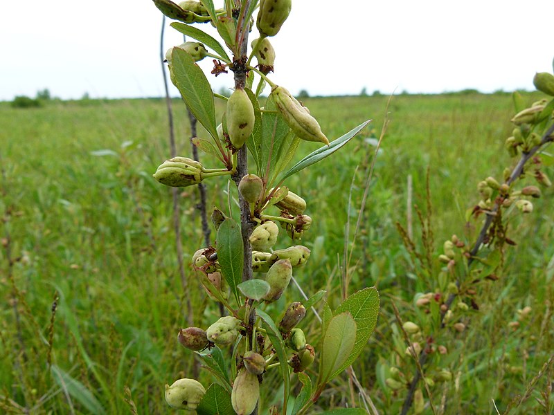 File:Prunus susquehanae iNat-387293.jpg