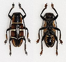 Pseudaprophata puncticornis negrosiana (16262841324).jpg