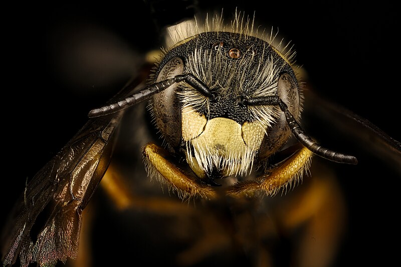 File:Pseudoanthidium nanum, m, Washington Co, face 2018-03-06-22.17 (42114625572).jpg