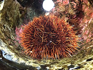 <i>Pseudocentrotus depressus</i> Species of sea urchin