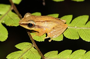 Descrição da imagem Pseudophilautus tanu.jpg.