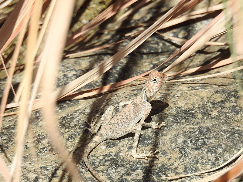 File:Pseudotrapelus jensvindumi 119763204.jpg