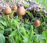 Psilocybe mexicana 53960.jpg