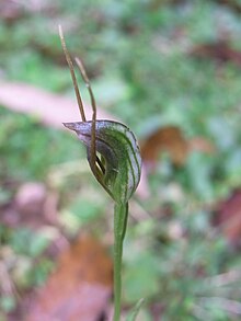 Pterostylis oblonga Foxground.jpg