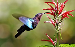 Purple-throated carib hummingbird feeding.jpg