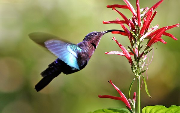 The shape of the bill of this purple-throated carib is complementary to the shape of the flower and coevolved with it, enabling it to exploit the nect