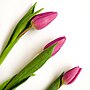 Miniatuur voor Bestand:Purple tulips in flatlay (Unsplash).jpg