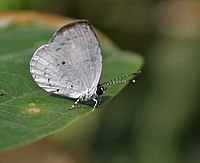 Quaker (Neopithecops zalmora) Kolkata yakınlarındaki Narendrapur'da W IMG 4189.jpg