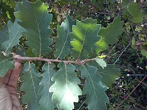 Quercus estremadurensis.jpg