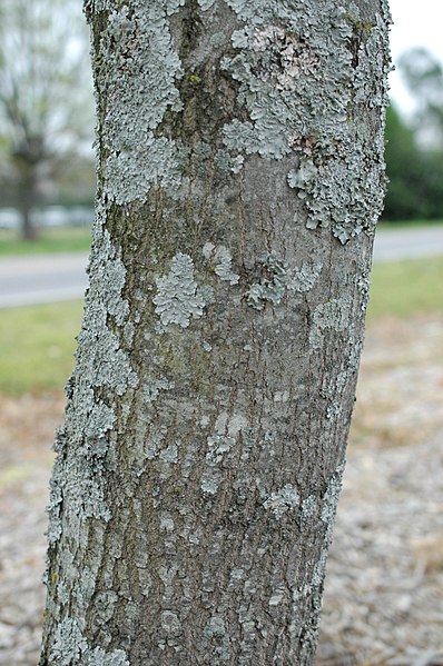 File:Quercus ilicifolia (23848589610).jpg